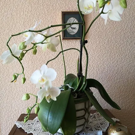 Dvinumajas Vintage Balvi