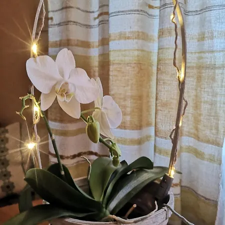 Lejlighed Dvinumajas Vintage *